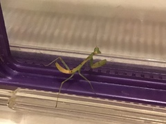 Stagmomantis limbata