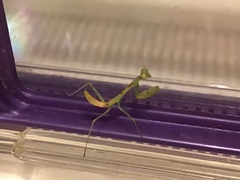 Stagmomantis limbata