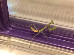 Stagmomantis limbata