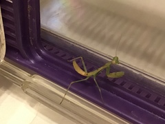 Stagmomantis limbata