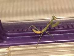 Stagmomantis limbata