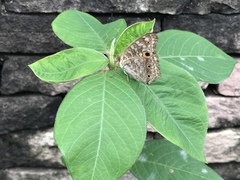 Junonia lemonias