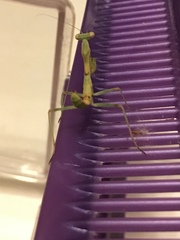 Stagmomantis limbata