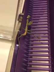 Stagmomantis limbata