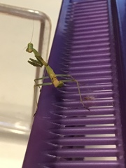 Stagmomantis limbata