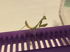 Stagmomantis limbata