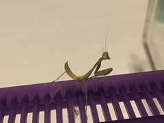 Stagmomantis limbata