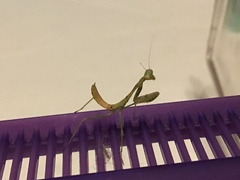 Stagmomantis limbata