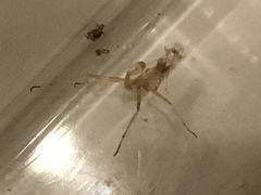 Stagmomantis limbata