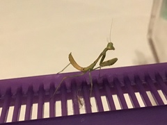 Stagmomantis limbata