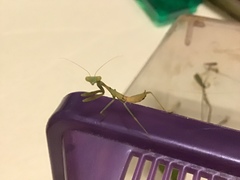 Stagmomantis limbata