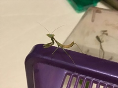 Stagmomantis limbata