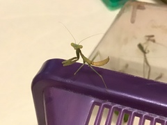 Stagmomantis limbata