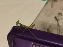 Stagmomantis limbata