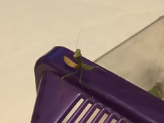 Stagmomantis limbata