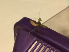 Stagmomantis limbata