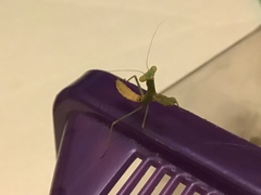 Stagmomantis limbata