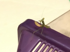 Stagmomantis limbata