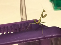 Stagmomantis limbata