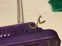 Stagmomantis limbata