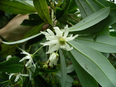 Drimys granadensis