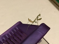 Stagmomantis limbata