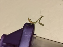 Stagmomantis limbata