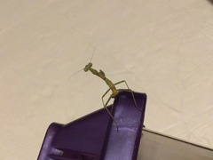 Stagmomantis limbata