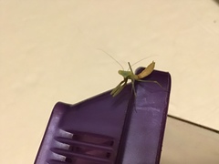 Stagmomantis limbata