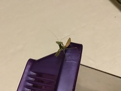 Stagmomantis limbata