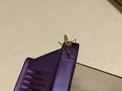 Stagmomantis limbata