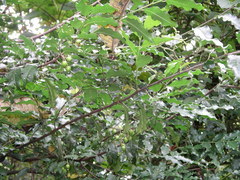 Prunus rhamnoides