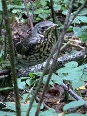 Turdus pilaris