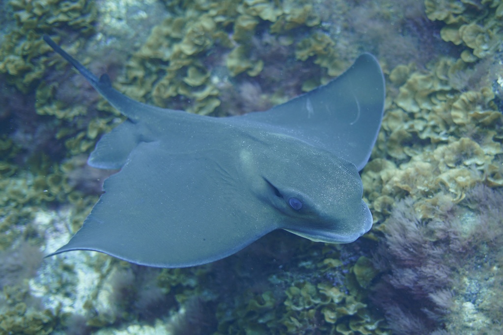 Common eagle ray cruising low over a seabed covered in brown algae