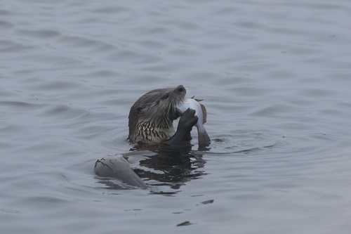 North American River Otter photographed in California