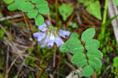 Astragalus nokoensis
