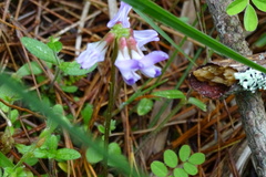 Astragalus nokoensis