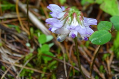 Astragalus nokoensis