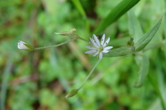 Stellaria vestita