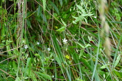 Stellaria vestita
