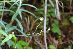 Stellaria vestita