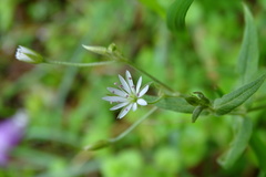 Stellaria vestita