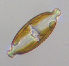 Caloneis amphisbaena