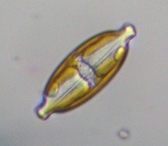 Caloneis amphisbaena