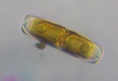 Caloneis amphisbaena