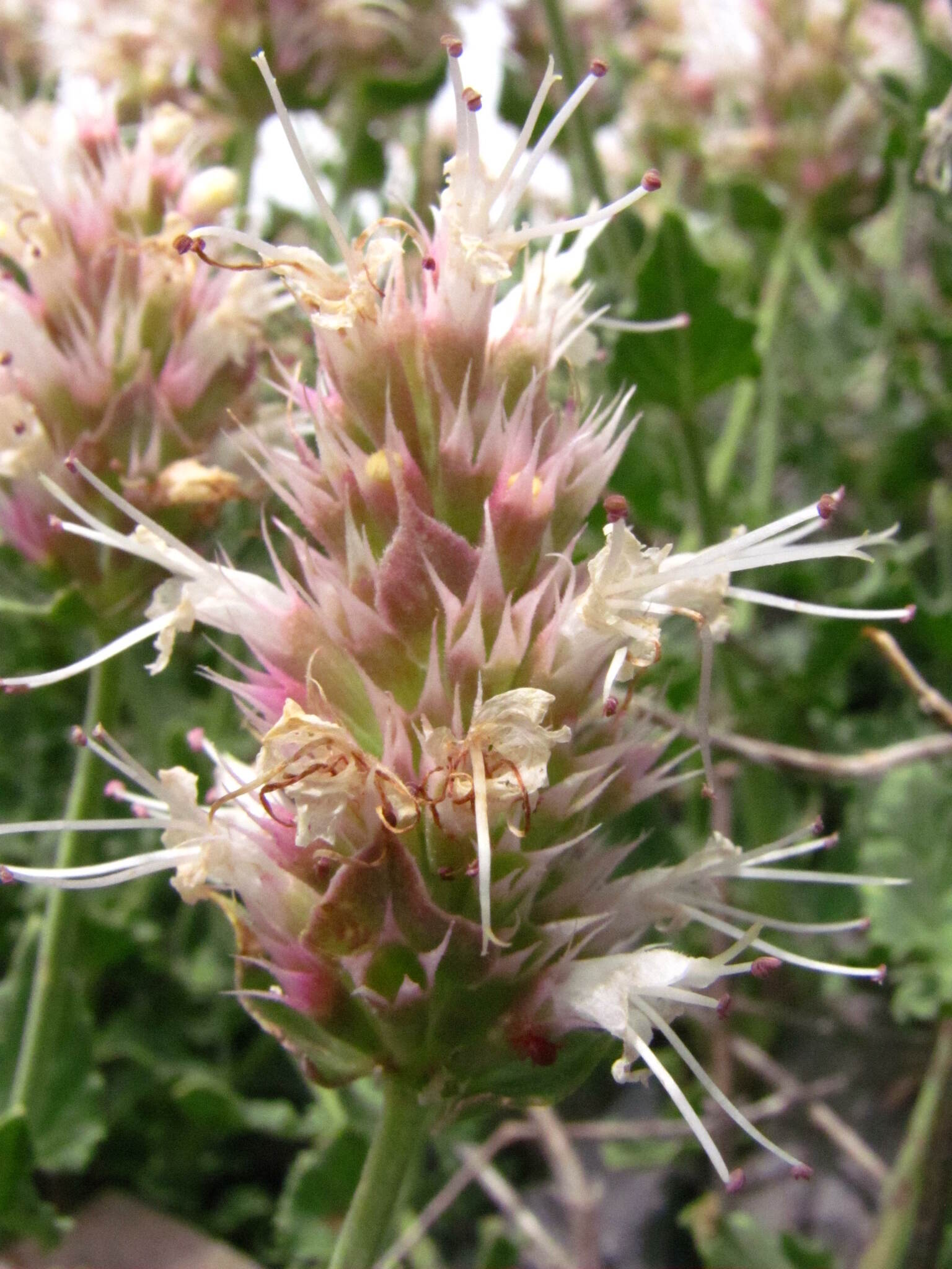 Agastache cusickii