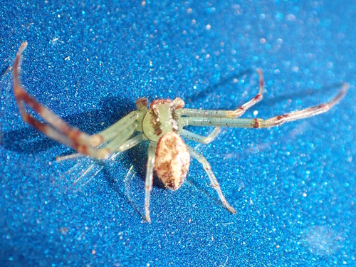 Northern Crab Spider