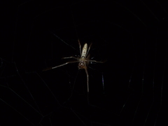 Tetragnatha praedonia