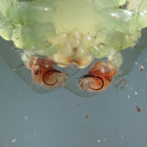 Northern Crab Spider