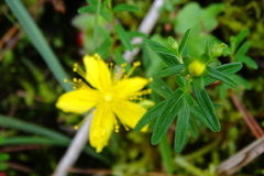 Hypericum nagasawae